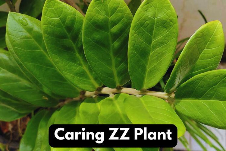 close up of zz Plants leaves